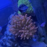 IMG_2996.jpeg