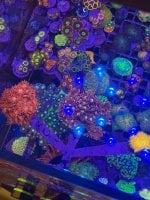 IMG_0540.jpeg