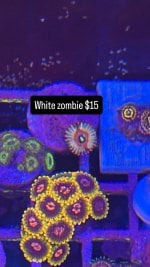 EF592110-6CBB-46A3-A31D-ED8E374CF0E7.jpeg
