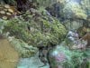corals 015.jpg