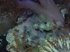 DSC01117rs.JPG