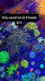 11868D54-7448-451F-BBDB-3B38331DFBCB.jpeg