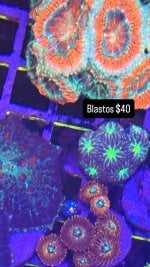 B696B136-7540-47AC-A7A5-2A1F5D7D7180.jpeg