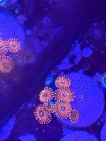 IMG_0680.jpeg