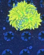 IMG_6594.jpeg