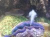clam laying eggs.jpg