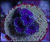 Purple Death Palythoas.jpg