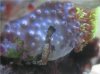 Polyps.JPG