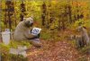 bear.jpg