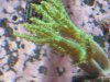 Screaming Neon Green Tree.JPG