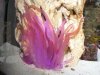 2008_0310thegoodstuff0019.JPG