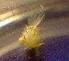 19jun-beastie3.jpg