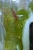 algea 1.JPG