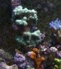 coral 003.jpg