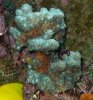 coral 007.jpg
