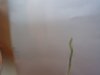 Wiggle Worm 3.JPG