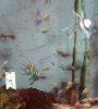 pink skunk babies-small.jpg