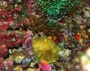 limpet.jpg