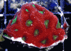 yhst-99454104011929_2038_28246288.gif