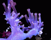 yhst-99454104011929_2038_6486507.gif