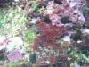 clown & algae 019 (Small).jpg
