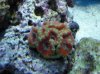 120_acan1.jpg