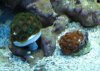 120_1zoa.jpg