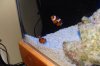 DSC07494.jpg