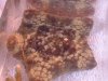 2003_0528cushionstar0007 (Custom).JPG