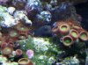 black blenny.JPG