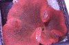 Red Carpet 7-8 inch $425.jpg