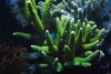 chromis hiding.jpg