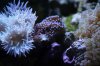 duncans, tubs blue sps, and ultra bright frogspawn.jpg