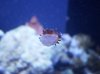 Anenome.jpg