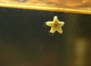 sea star2.jpg