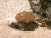 reef tank 025.jpg