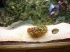 reef tank 008.jpg