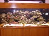 reef tank 028.jpg