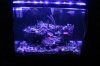 led actinic 100.jpg