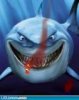 Shark.jpg