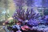Tank Tour-058-Paul_29 (Custom).JPG