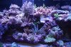 Tank Tour-110-Liam_09 (Custom).JPG