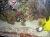 eel on the prowel.jpg