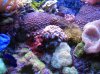 IMG_2439.jpg