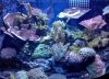 reef.jpg