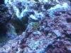 Unknown Anemone.jpg