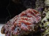 2003_0123mantiseats0262 (Custom).JPG