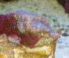 acan.jpg