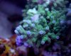 Super_Exotic_blue_deepwater.jpg