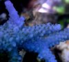 Tyree_super_blue_stag2.jpg